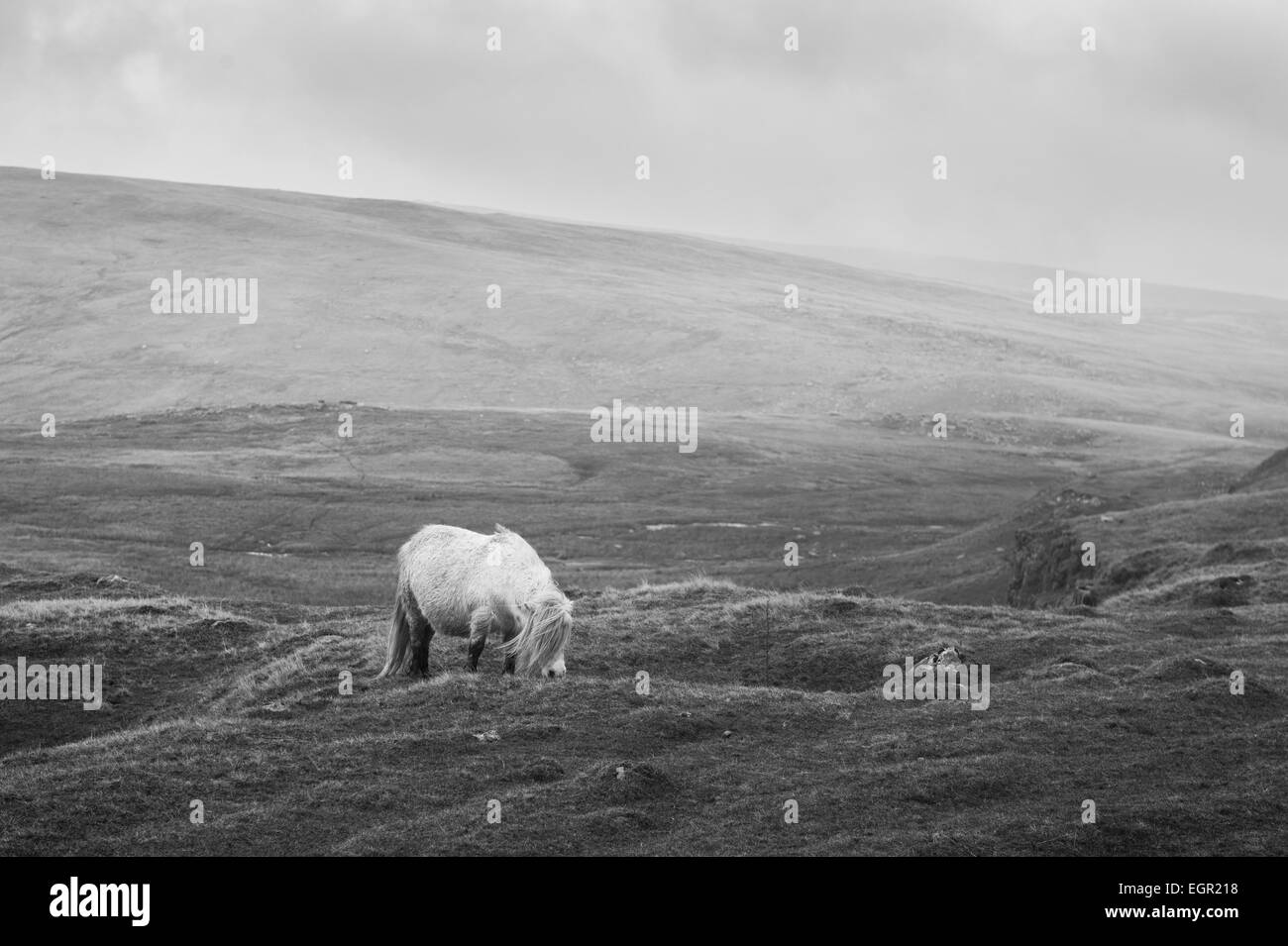 Wild pony in miniatura nella Montagna Nera area del Parco Nazionale di Brecon Beacons, Wales, Regno Unito. Foto Stock