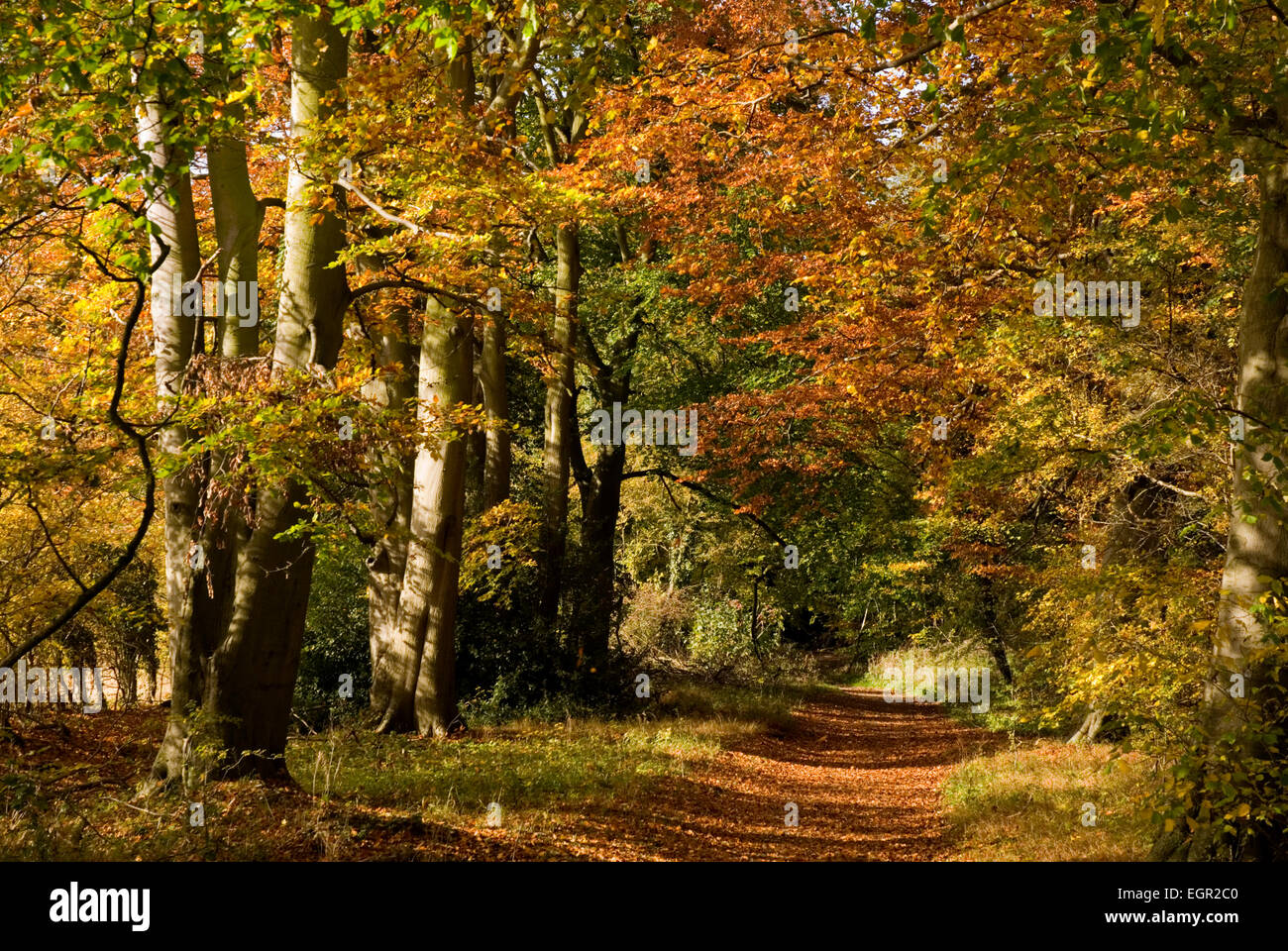 Bucks - Chiltern Hills - boschi di faggi in autunno - foglia percorso coperto che conduce sotto il color ruggine e foglie di oro - la luce del sole Foto Stock