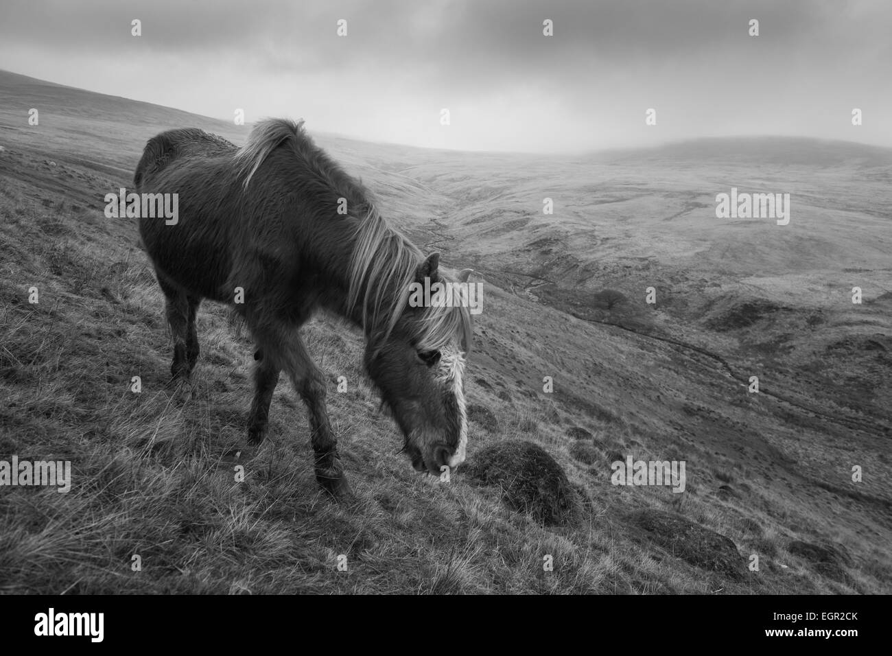 Pony selvatici in Montagna Nera area del Parco Nazionale di Brecon Beacons, Wales, Regno Unito. Foto Stock