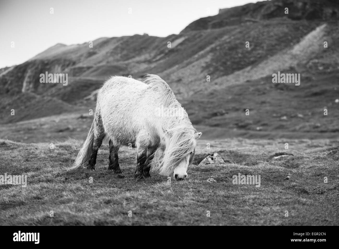 Wild pony in miniatura nella Montagna Nera area del Parco Nazionale di Brecon Beacons, Wales, Regno Unito. Foto Stock