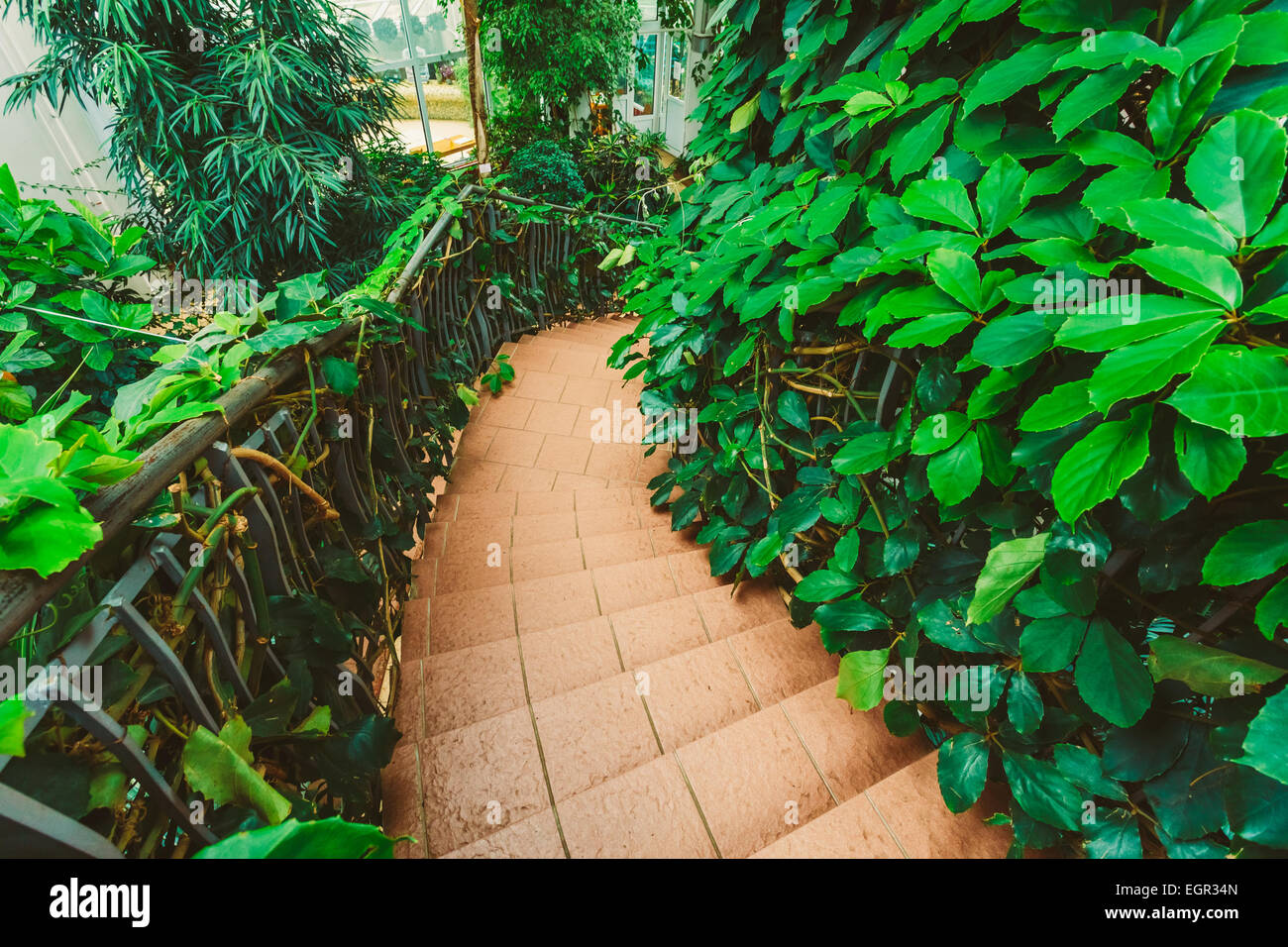 Serra con fiori e piante. Casa temperate Conservatorio Botanico. Foto Stock