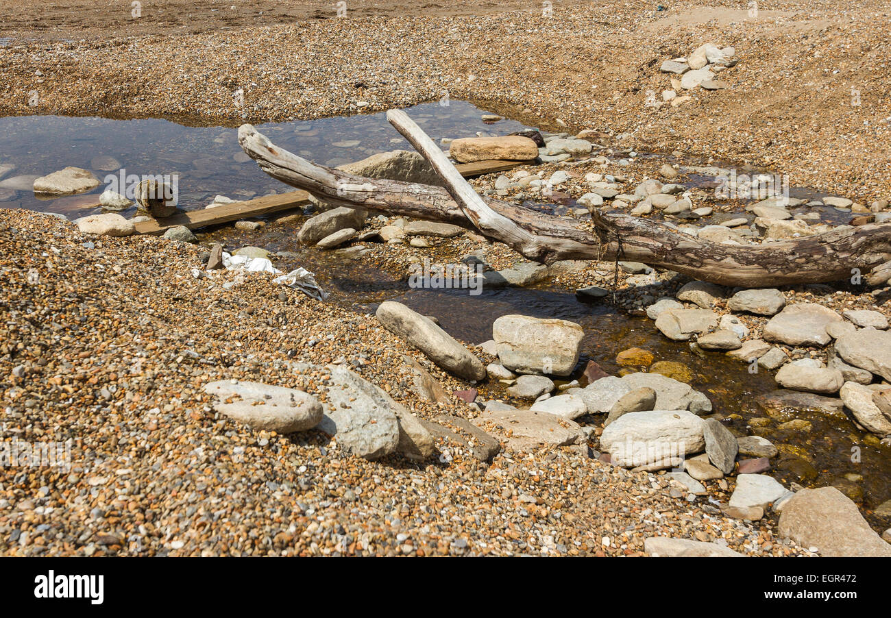 Mare Driftwood, alghe marine Foto Stock