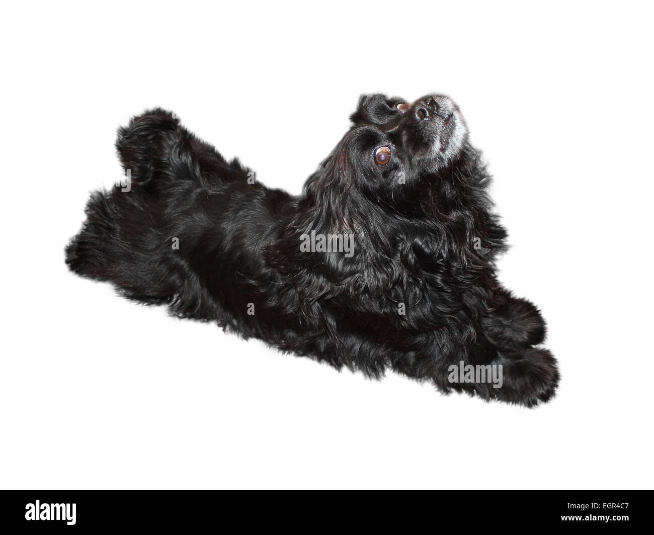 Cocker Spaniel cane isolato su sfondo bianco Foto Stock