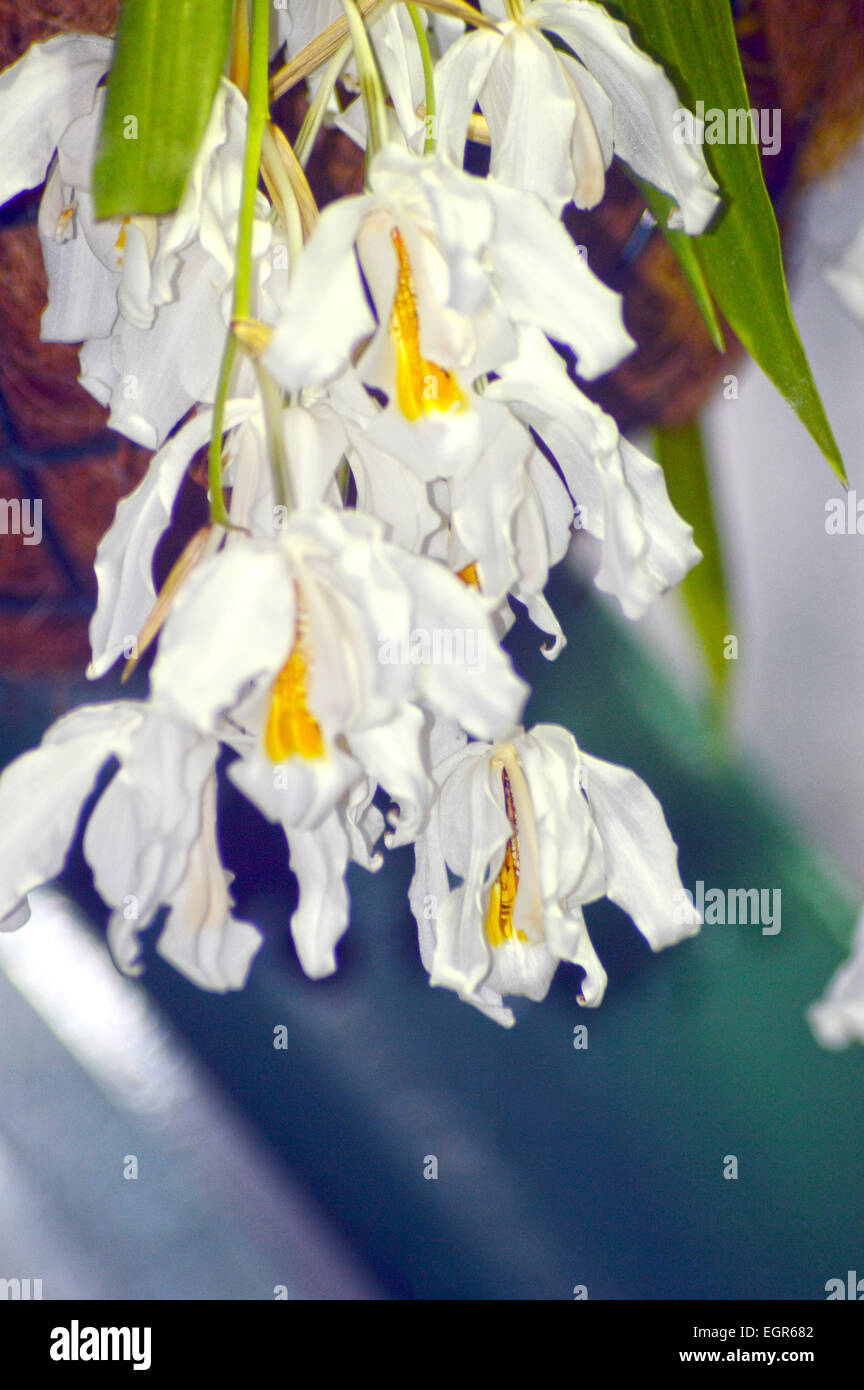 White Orchid Coelogyne come un pettine Foto Stock
