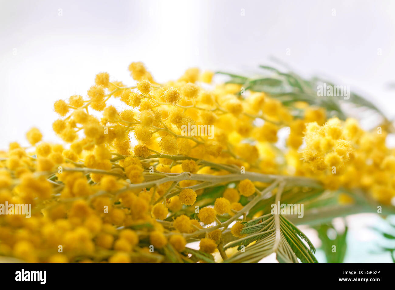 Bella fiori di primavera giallo mimosa sul ramo Foto Stock