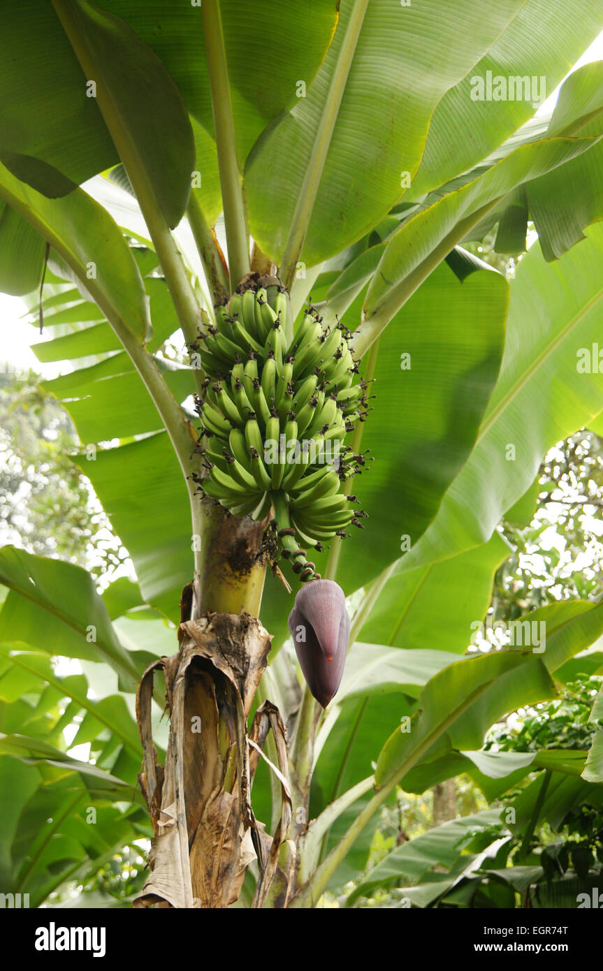 I giovani non fecondato frutta banana & integro fiore maschile o campana, Tanzania Foto Stock