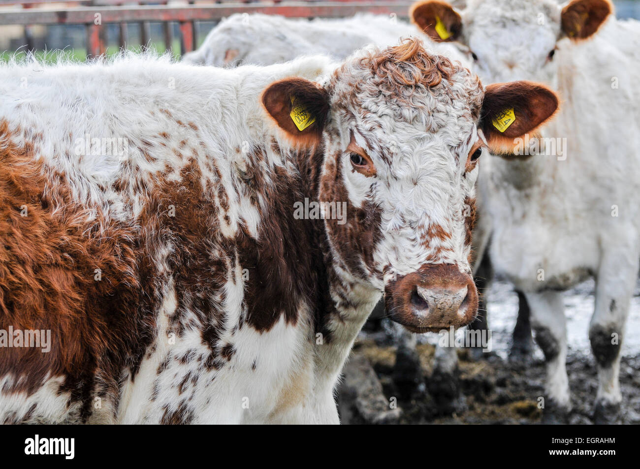 Marrone e bianco vacca Simmental Foto Stock