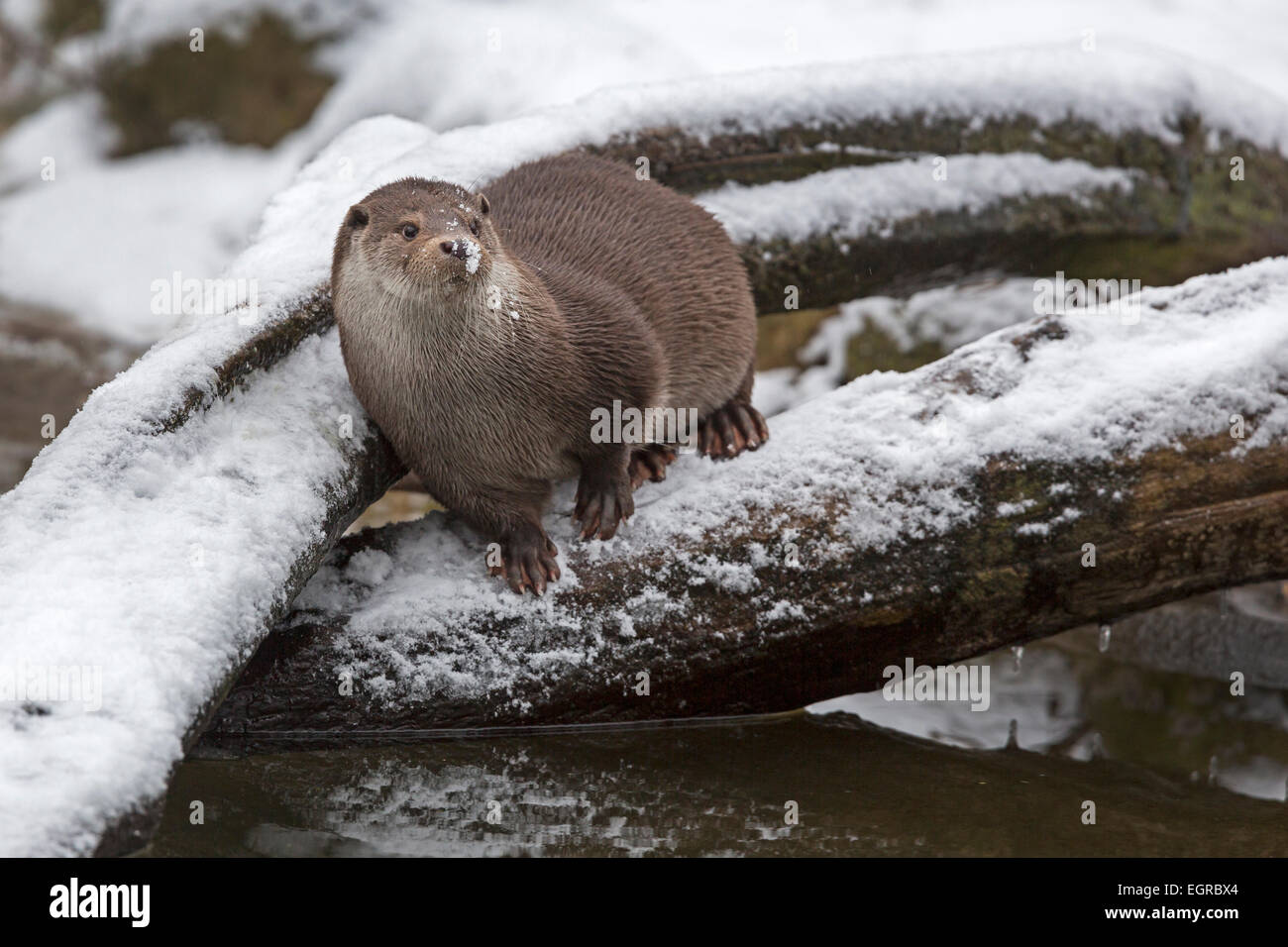 Lontra europea in inverno / Lutra lutra Foto Stock