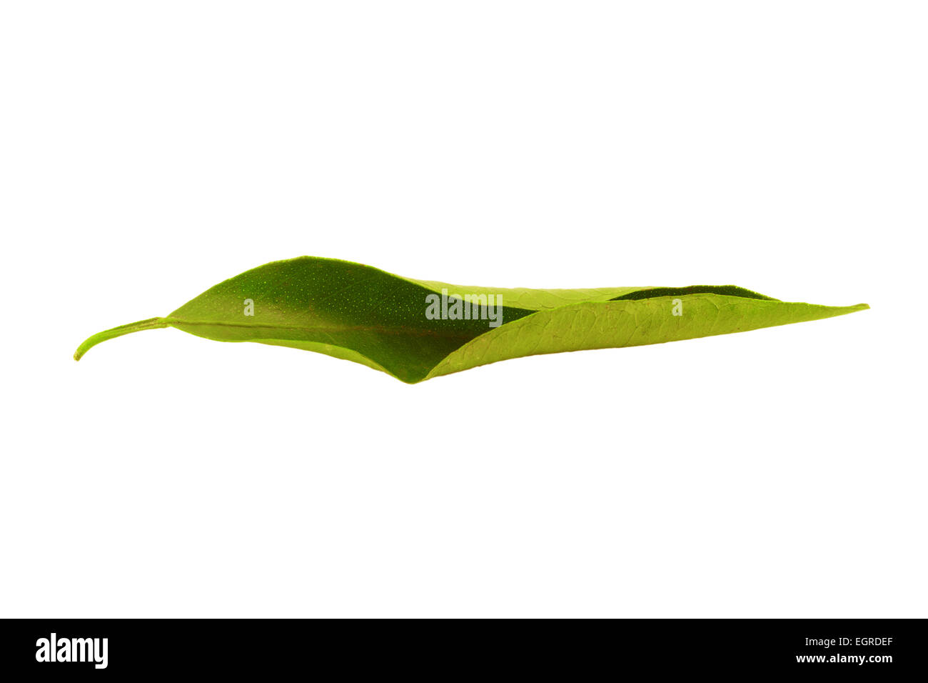 Foglia di mandarino isolati su sfondo bianco Foto Stock