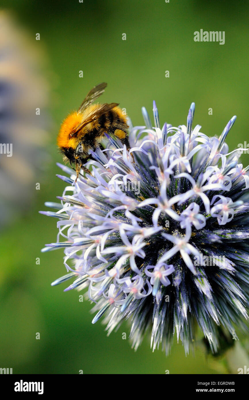 Carda comune Bumble Bee bombus pascuorum fiore impollinatori Foto Stock