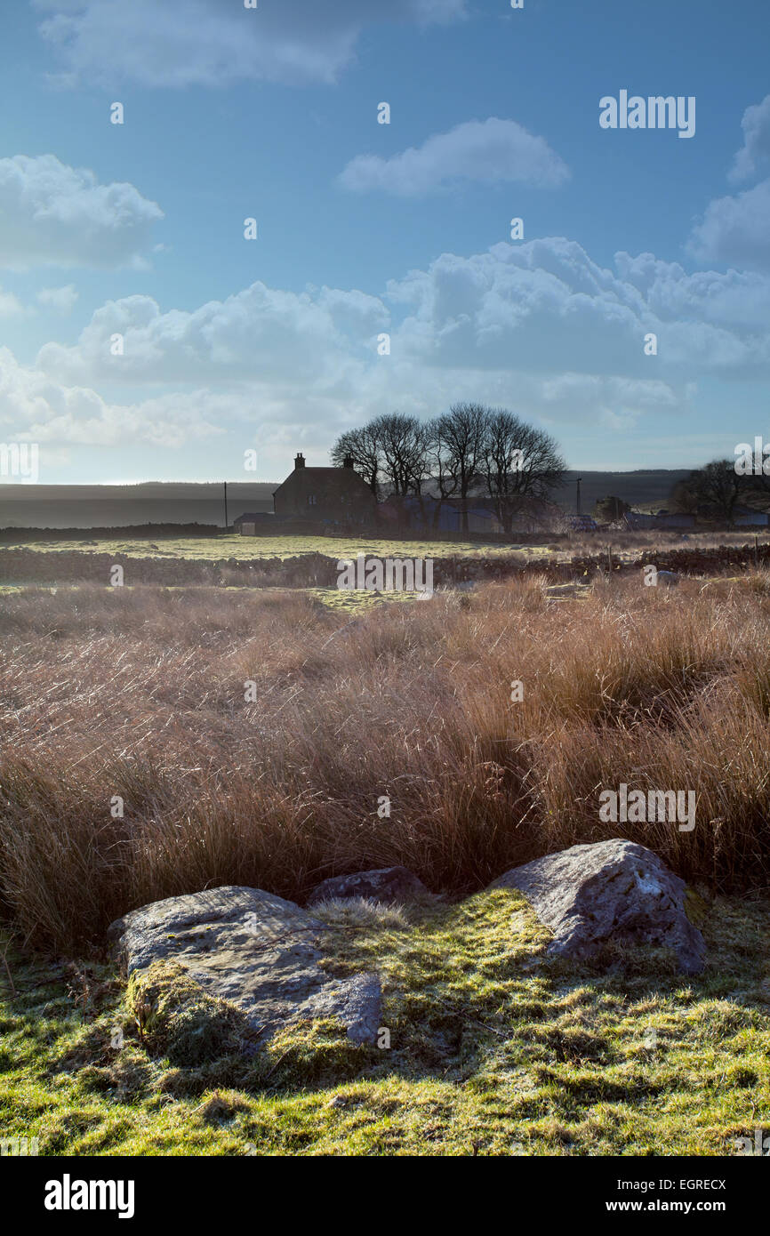 Hazel capo azienda, Saxonville, North Yorkshire Moors. Foto Stock