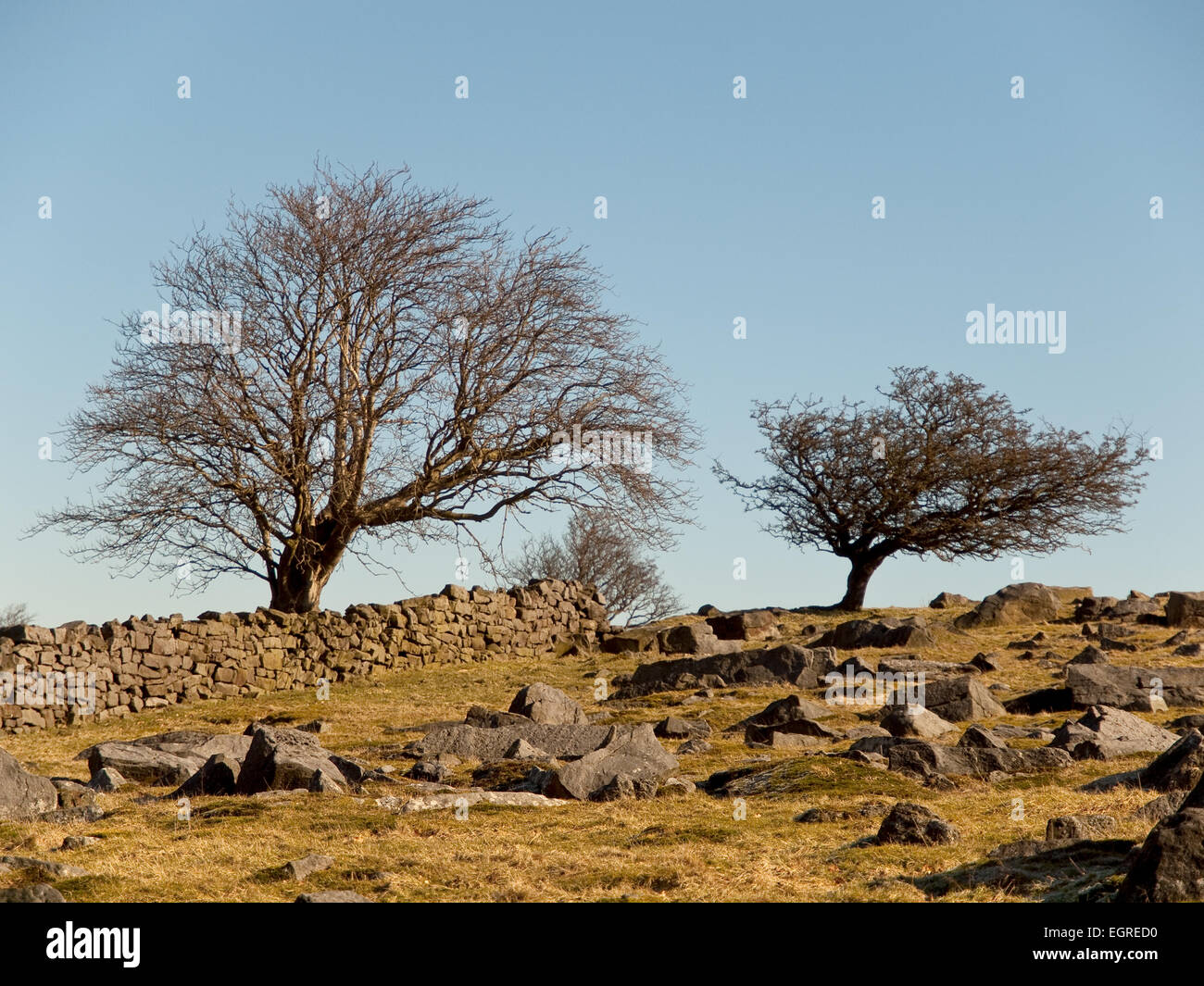 Campo roccioso, in pietra a secco e di parete inverno alberi in inverno il sole, North York Moors vicino a Goathland. Foto Stock