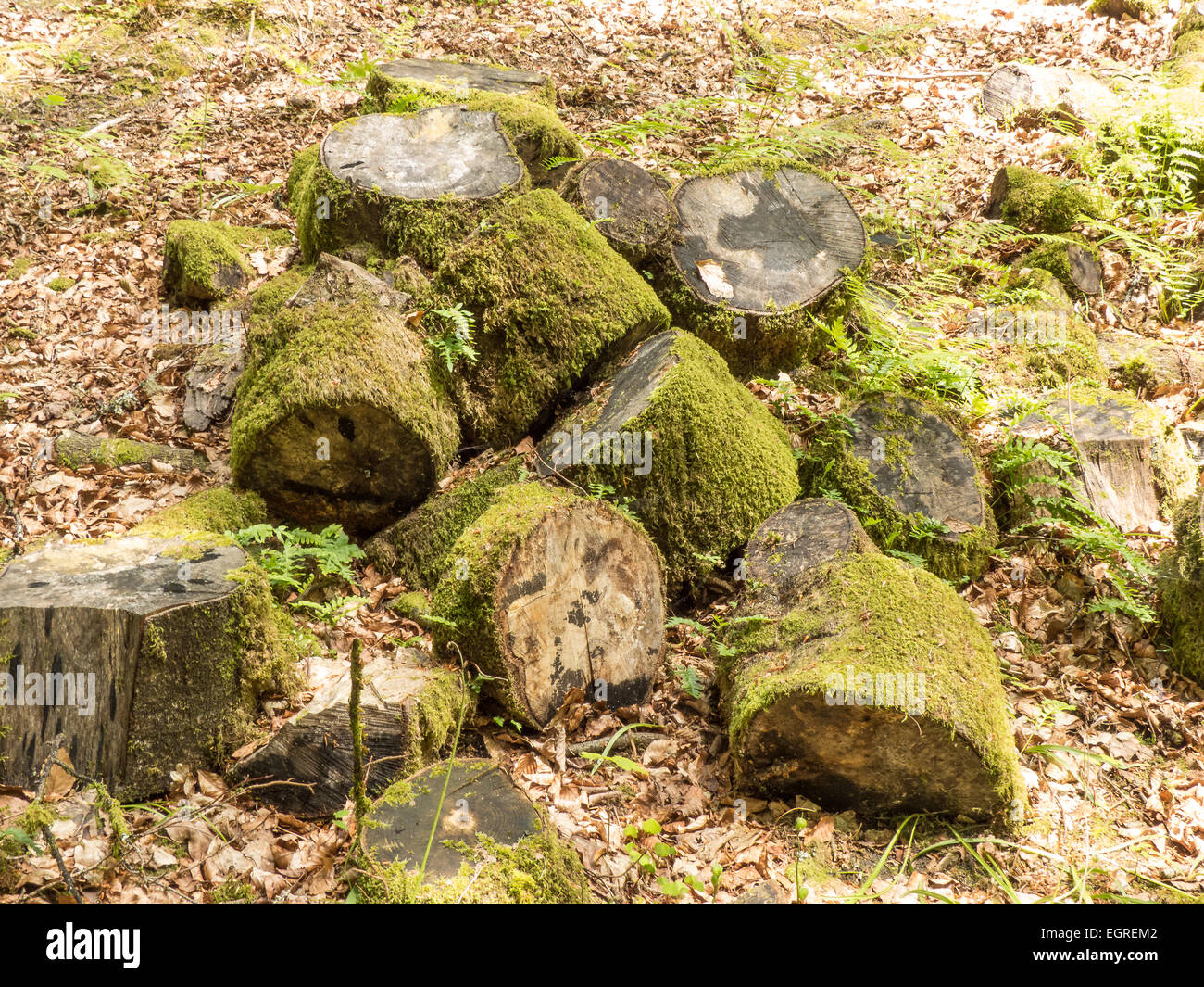Woodpile è un ambiente ideale che può essere realizzato facilmente nella maggior parte dei giardini per essere una casa sicura per insetti e piccoli animali. Foto Stock