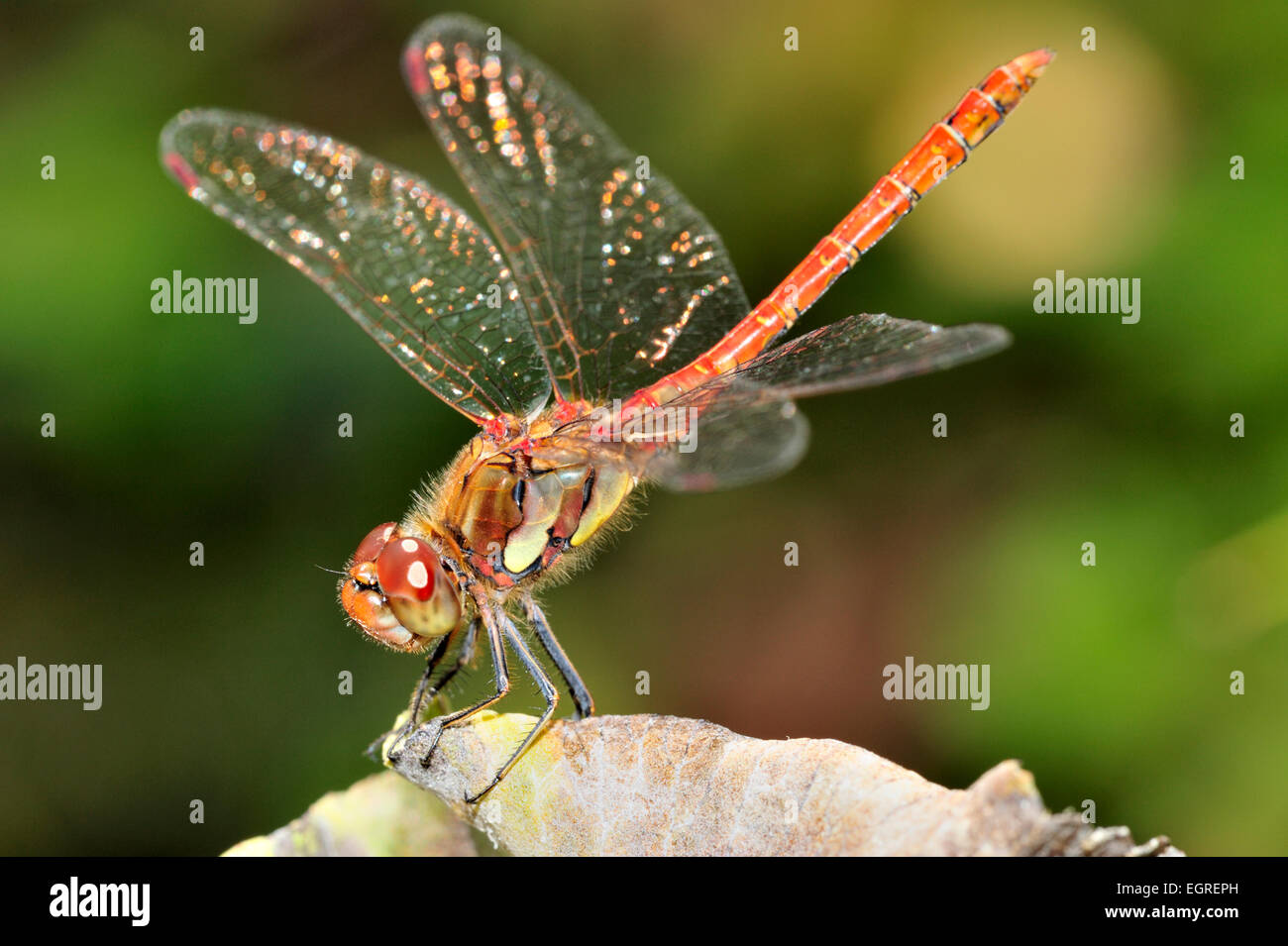 Comune maschio darter dragonfly, Sympetrum striolatum, con il corpo sollevato Foto Stock