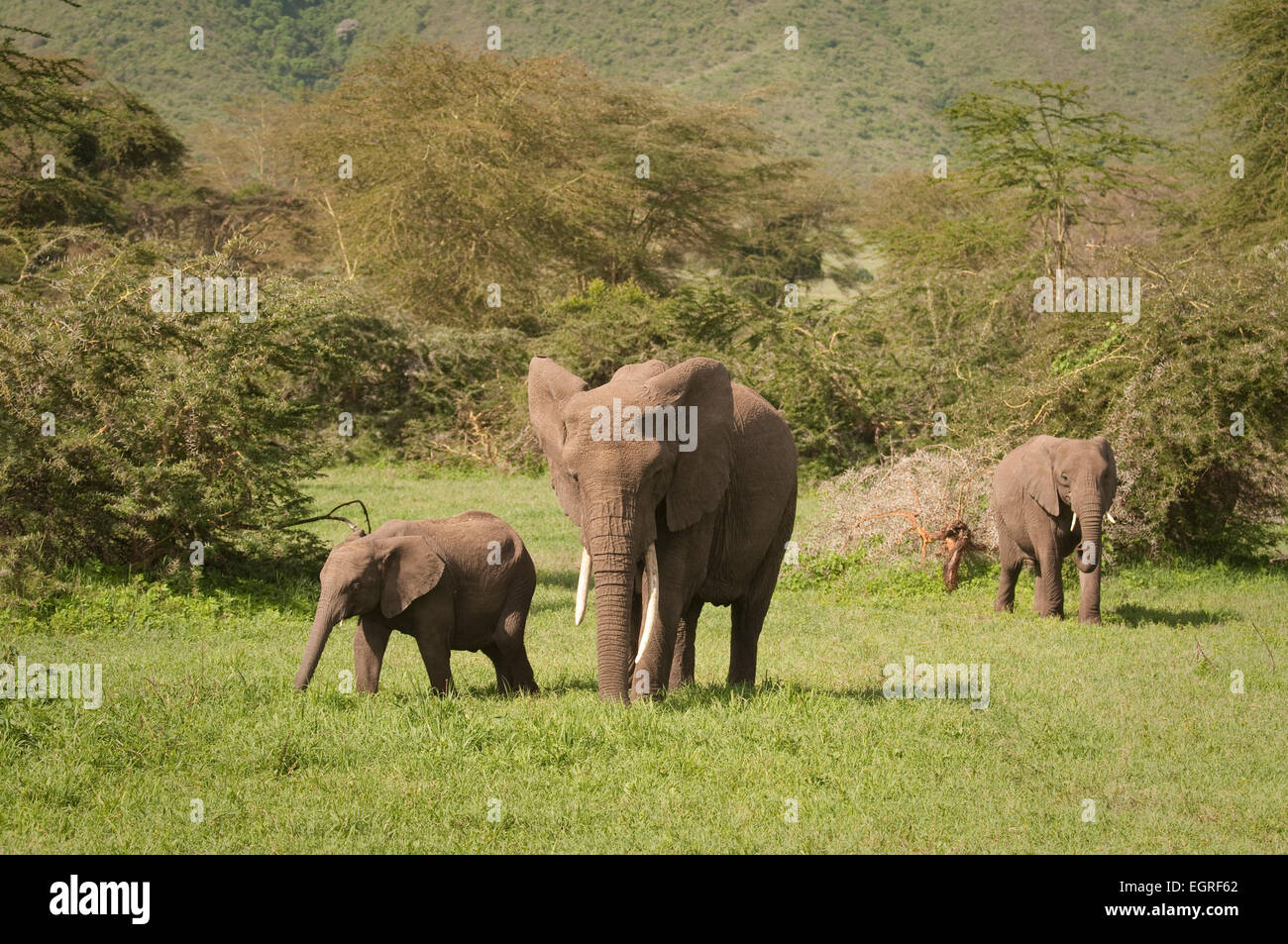 Gli elefanti africani e giovani Foto Stock