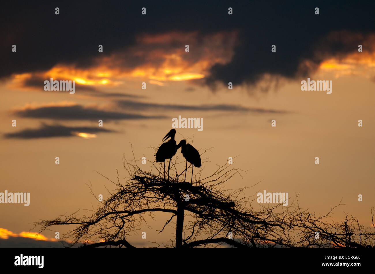 Marabou cicogne appollaiato sulla cima dell'albero al tramonto Foto Stock