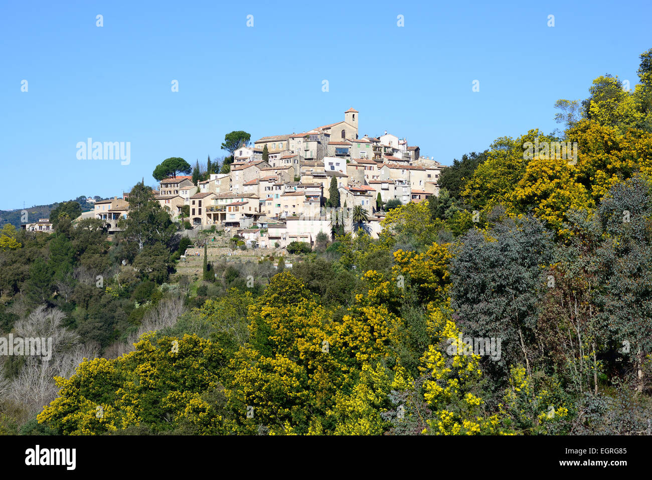 Arroccato borgo medievale circondato da alberi di mimosa in piena fioritura in inverno. Auribeau-sur-Siagne, Alpi Marittime, Costa Azzurra, Francia. Foto Stock