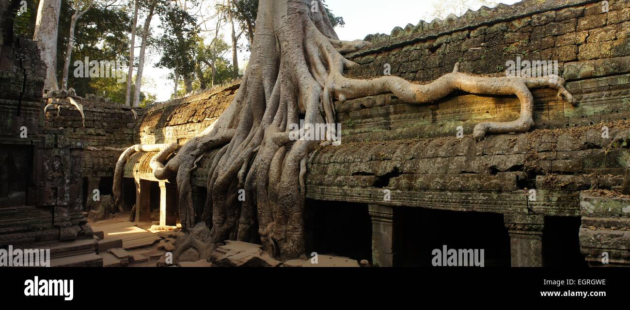 Angkor tempio era ricoperta da una gigantesca radici di alberi tropicali Foto Stock