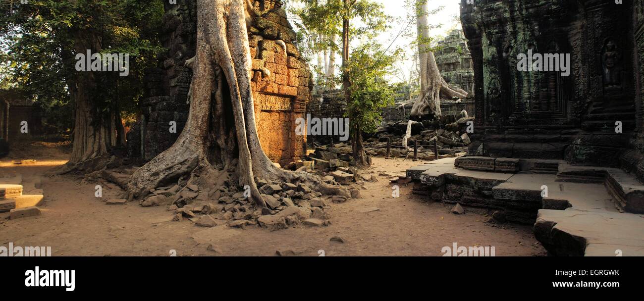 Angkor tempio era ricoperta da una gigantesca radici di alberi tropicali Foto Stock