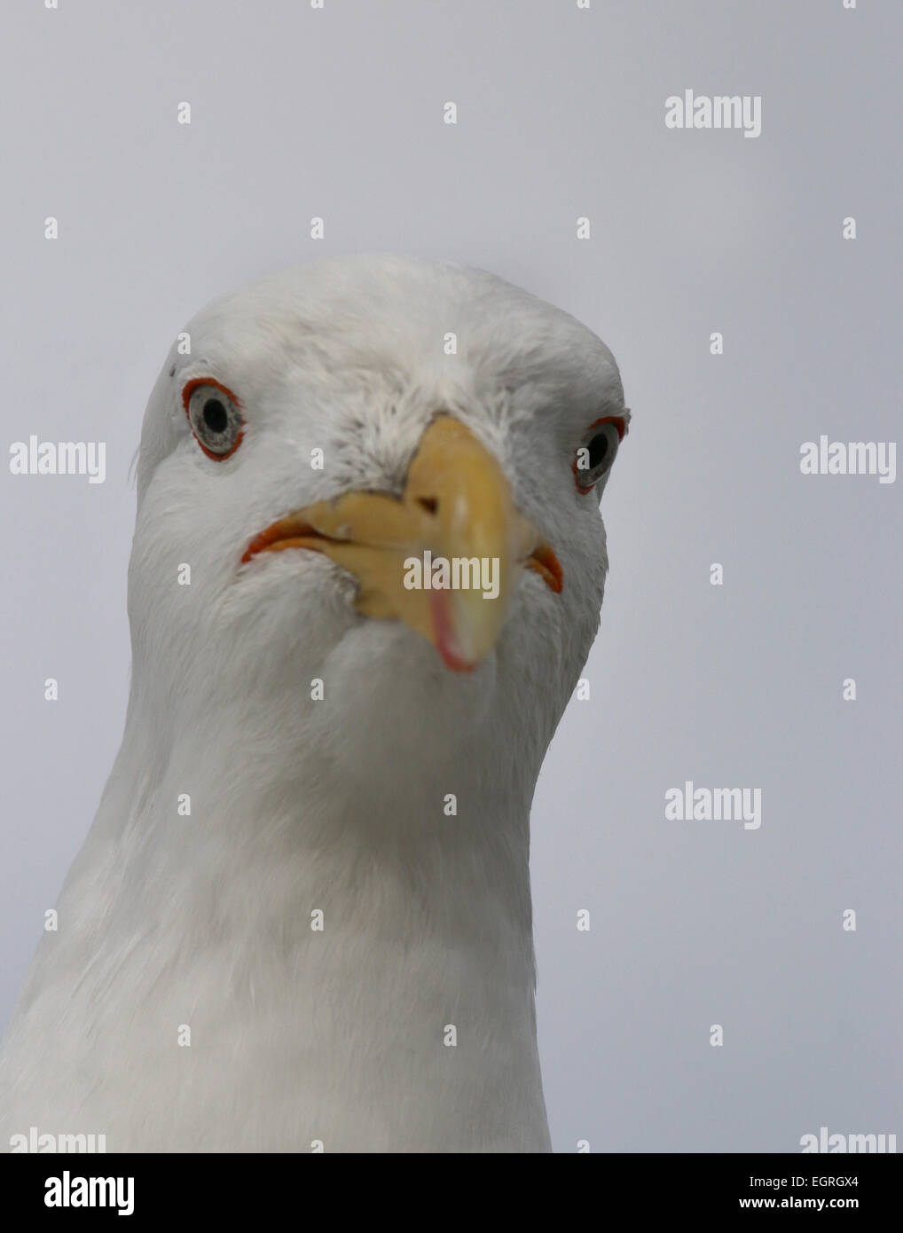 Nero meridionale-backed gull testa Nuova Zelanda Foto Stock