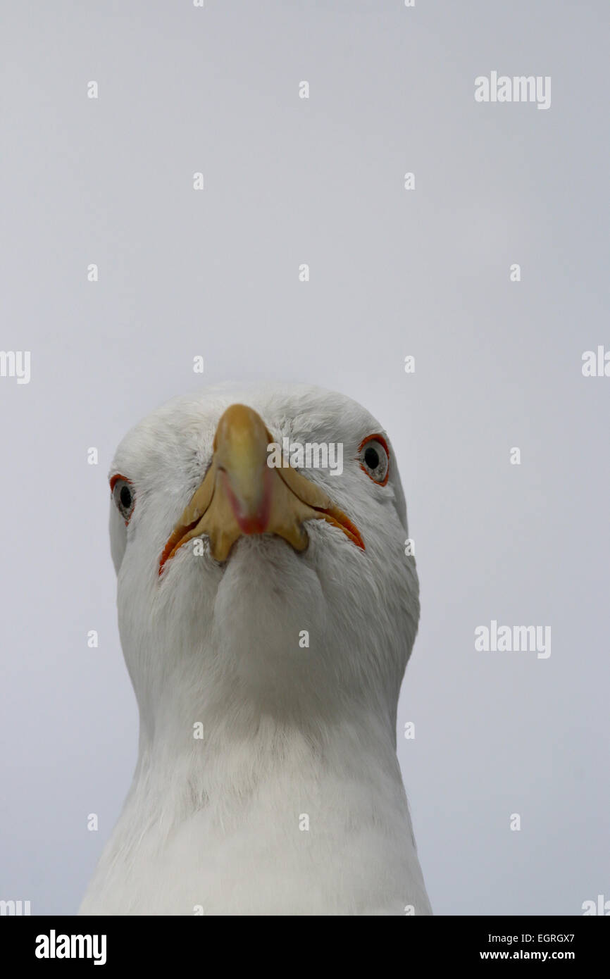 Nero meridionale-backed gull testa Nuova Zelanda Foto Stock