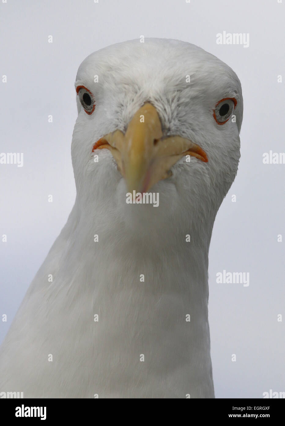 Nero meridionale-backed gull testa Nuova Zelanda Foto Stock