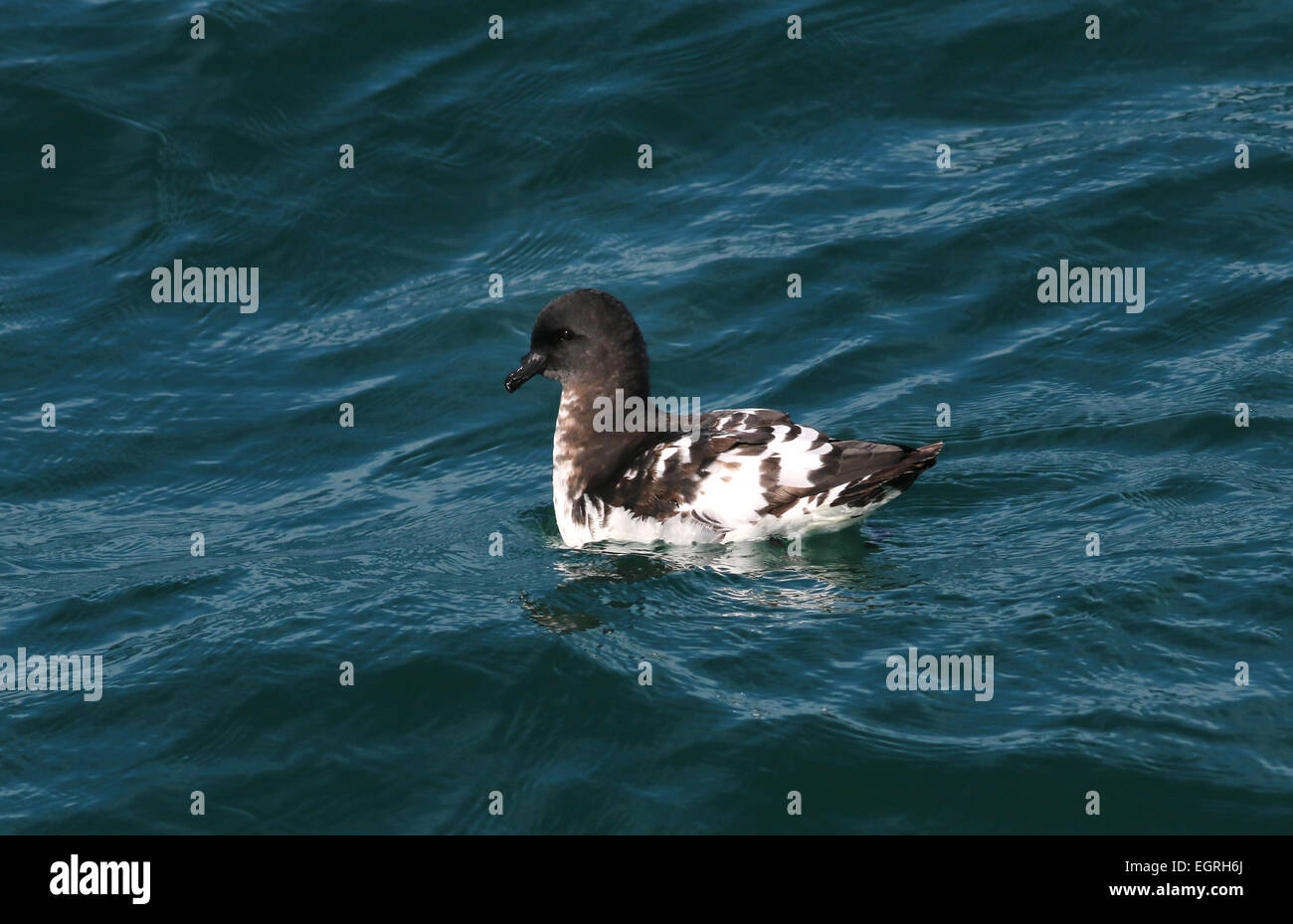 Cape petrel appoggio oceano in Nuova Zelanda Foto Stock