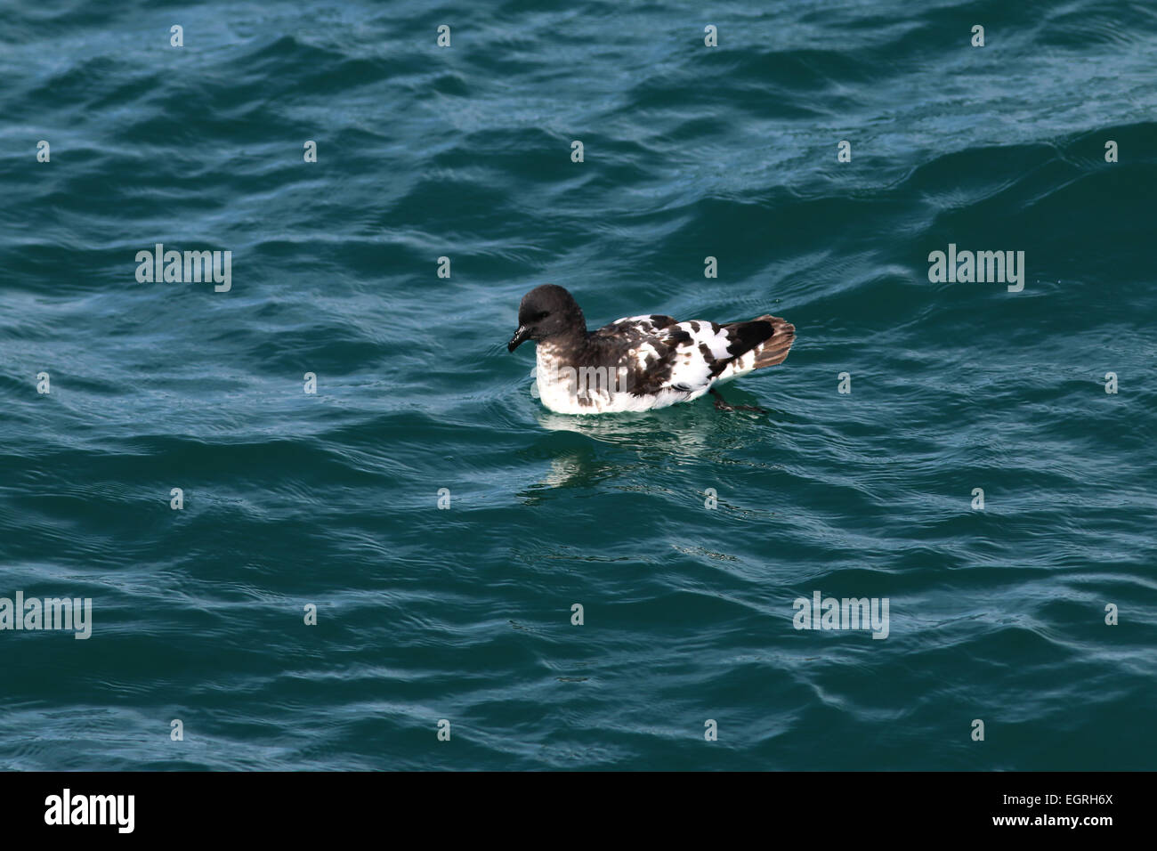 Cape petrel appoggio oceano in Nuova Zelanda Foto Stock