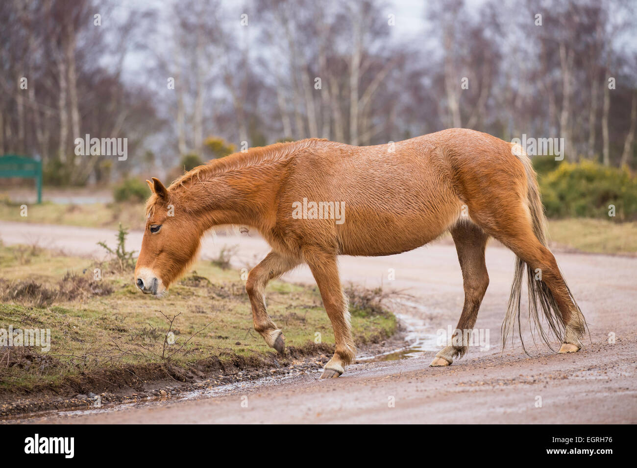 Una nuova foresta pony passeggiate attraverso una strada di ghiaia per trovare di meglio al pascolo. Foto Stock