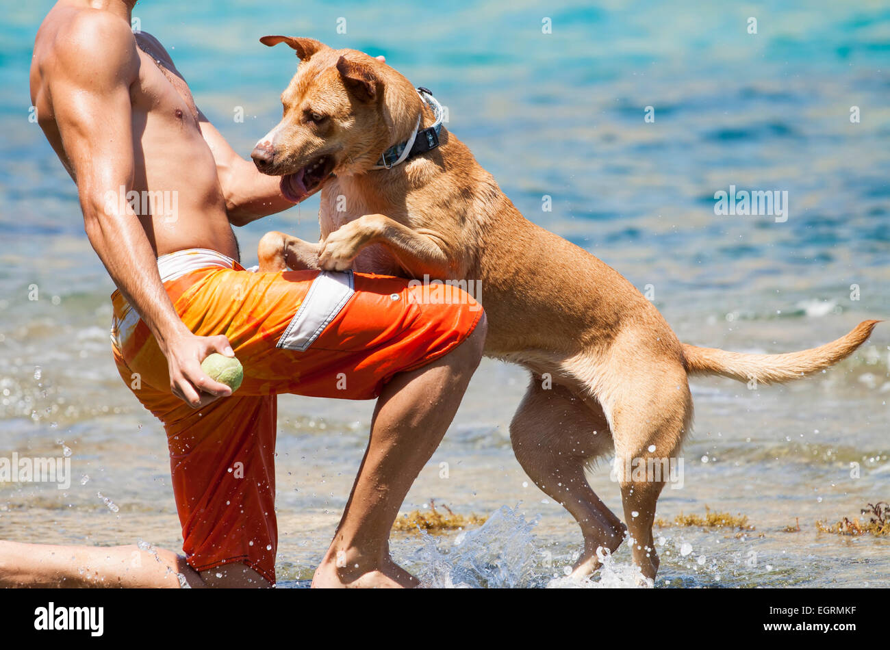 Cane in riproduzione in mare con il suo proprietario Foto Stock