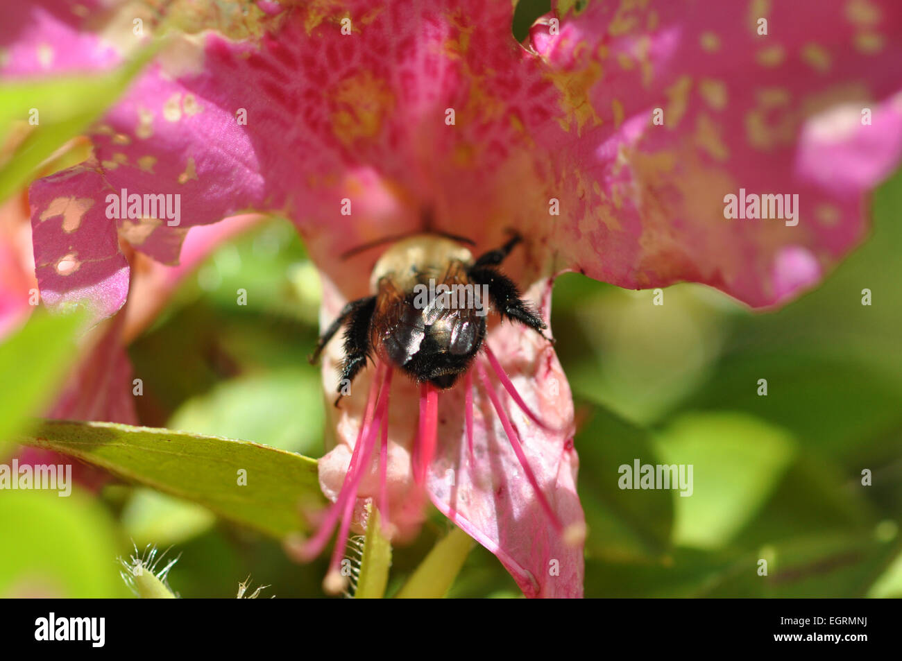 Macro di un singolo Bumble Bee la raccolta di nettare da un luminoso fiore rosa sotto la luce diretta del sole Foto Stock