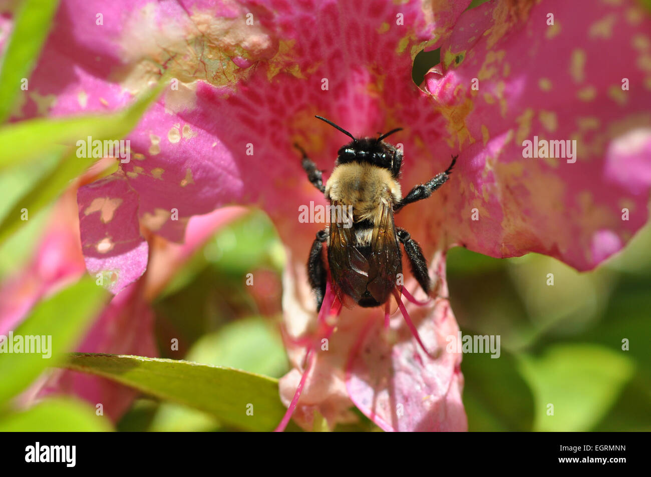 Macro di un singolo Bumble Bee la raccolta di nettare da un luminoso fiore rosa sotto la luce diretta del sole Foto Stock