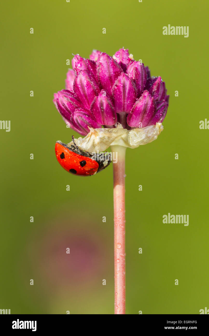 Bristol onion Allium sphaerocephalon, in fiore con sette-spot coccinella, Avon Gorge, Bristol, Regno Unito in luglio. Foto Stock