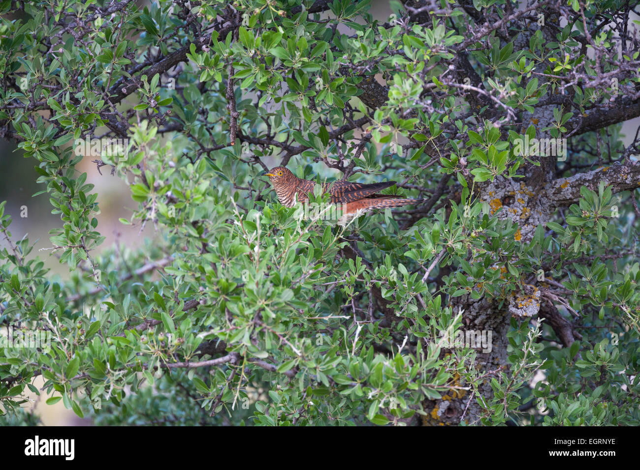 Cuculo comune Cuculus canorus, femmina, arroccato nella struttura ad albero, Napi Valley, Lesbo in aprile. Foto Stock