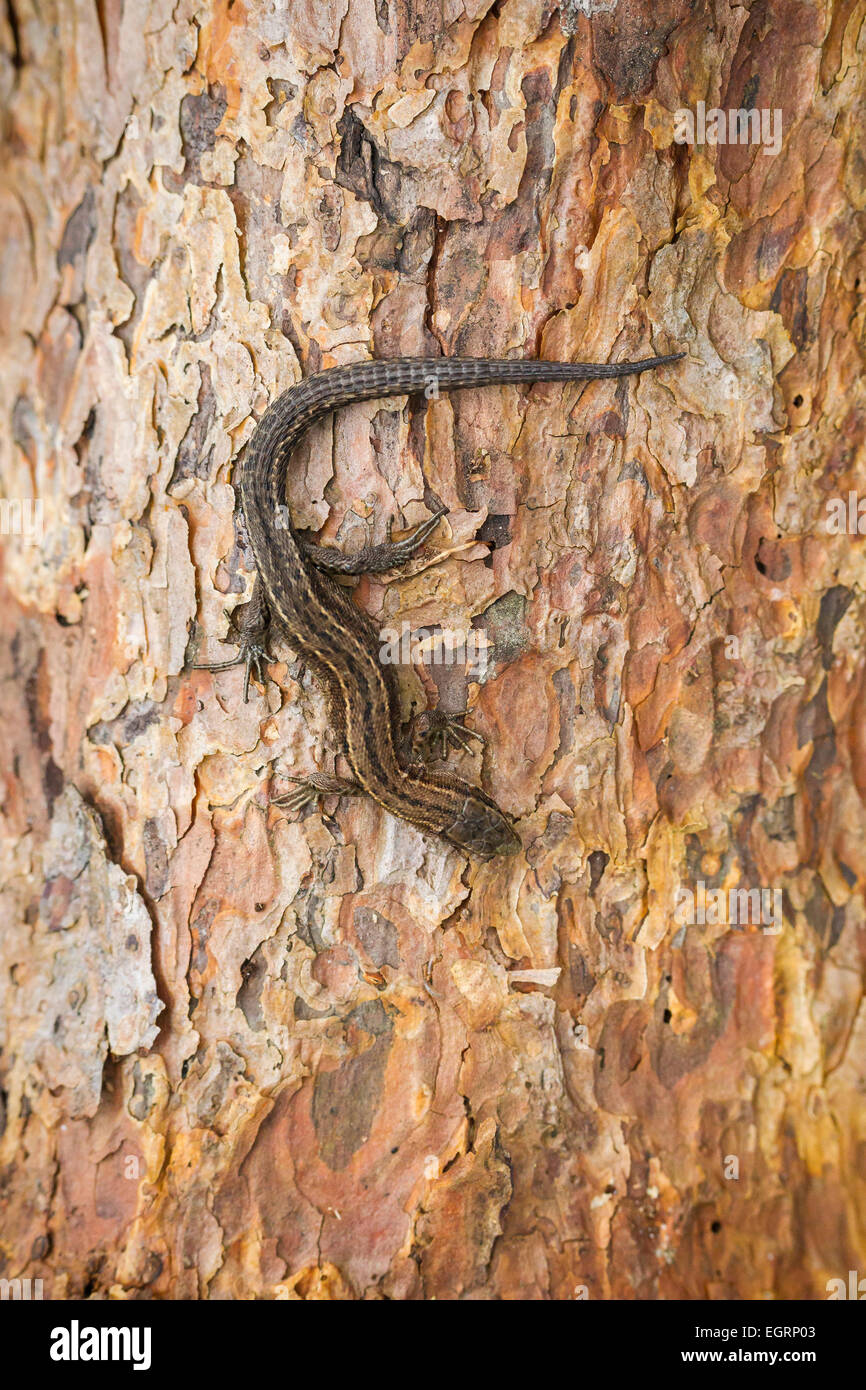Lucertola comune Zootoca vivipara (condizioni controllate), femmina adulta, crogiolarsi sulla corteccia di albero, Arne, Dorset, Regno Unito nel mese di maggio. Foto Stock