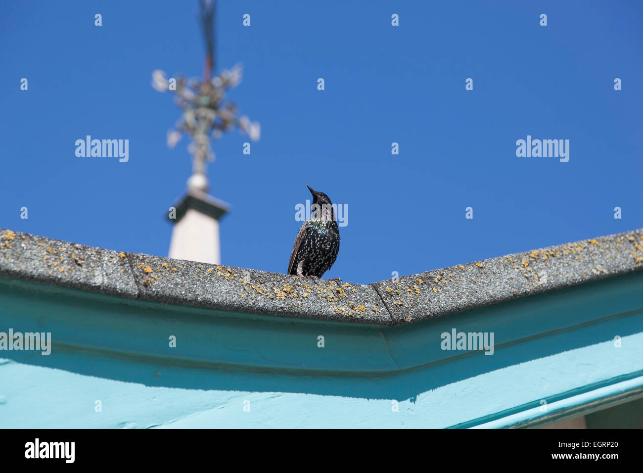 Starling bird seduto su un tetto in Weston-super-Mare, Somerset, Inghilterra Foto Stock
