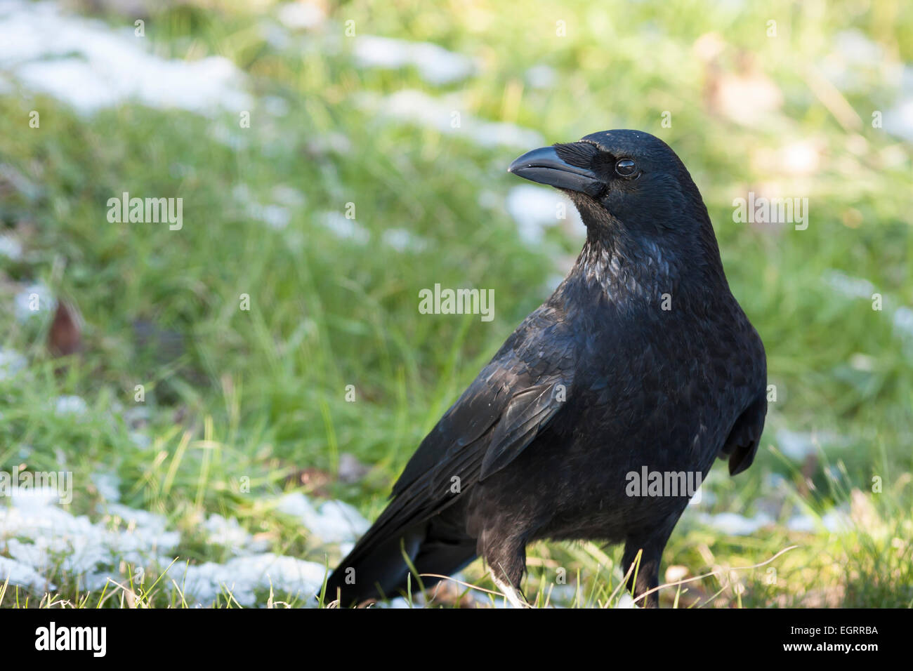 Carrion crow su strade coperte di neve erba Foto Stock