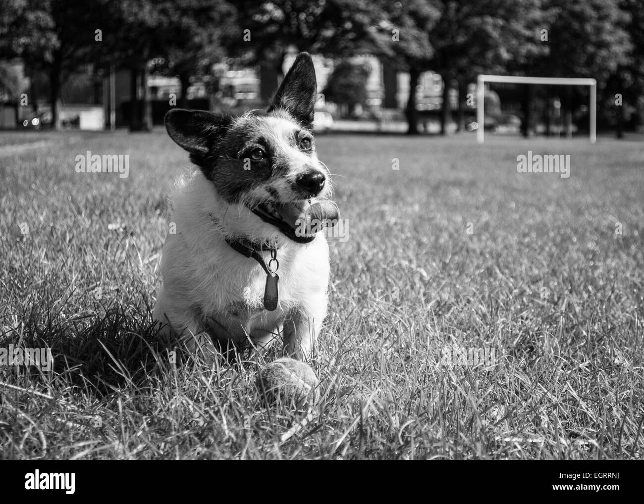Marmite il cane Foto Stock