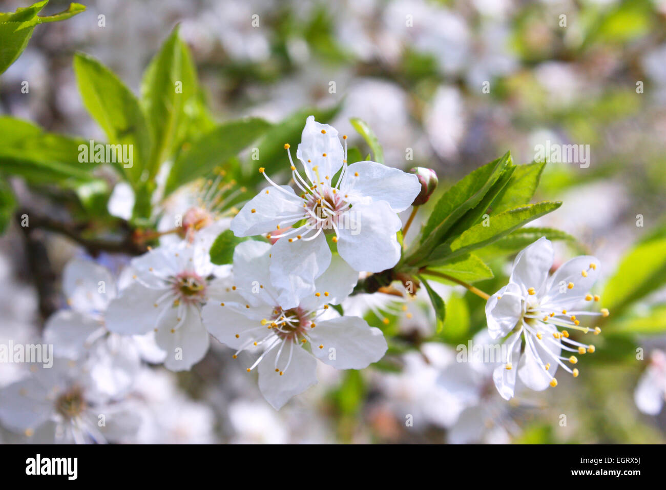 Bianco Ciliegio sbocciare dei fiori in primavera Foto Stock