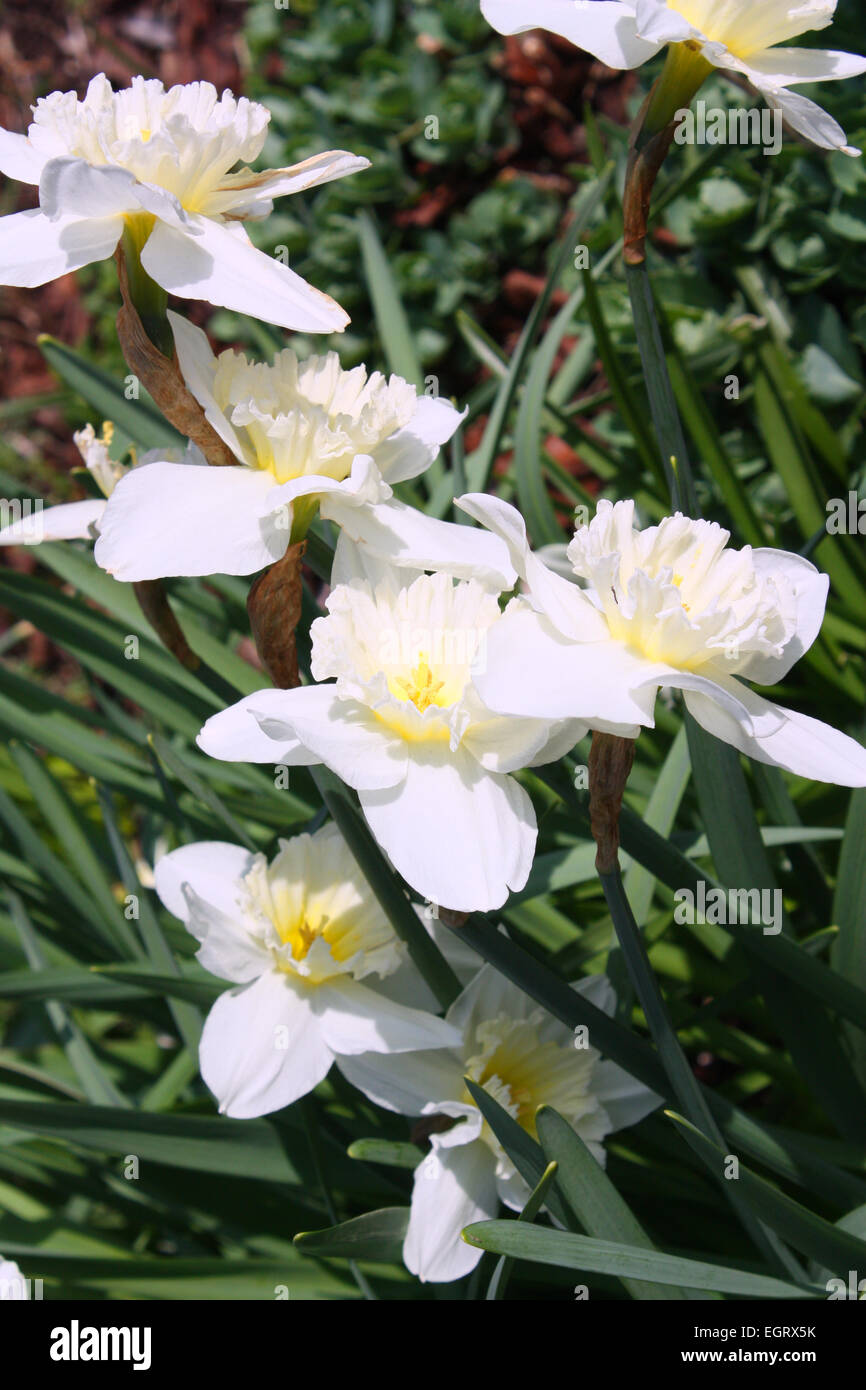 White daffodil fiori in primavera Foto Stock