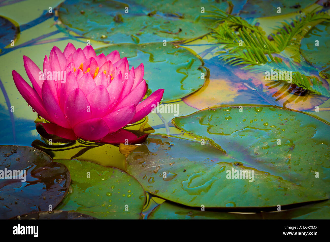 Nymphaeaceae è una famiglia di piante da fiore come il giglio d'acqua. Foto Stock