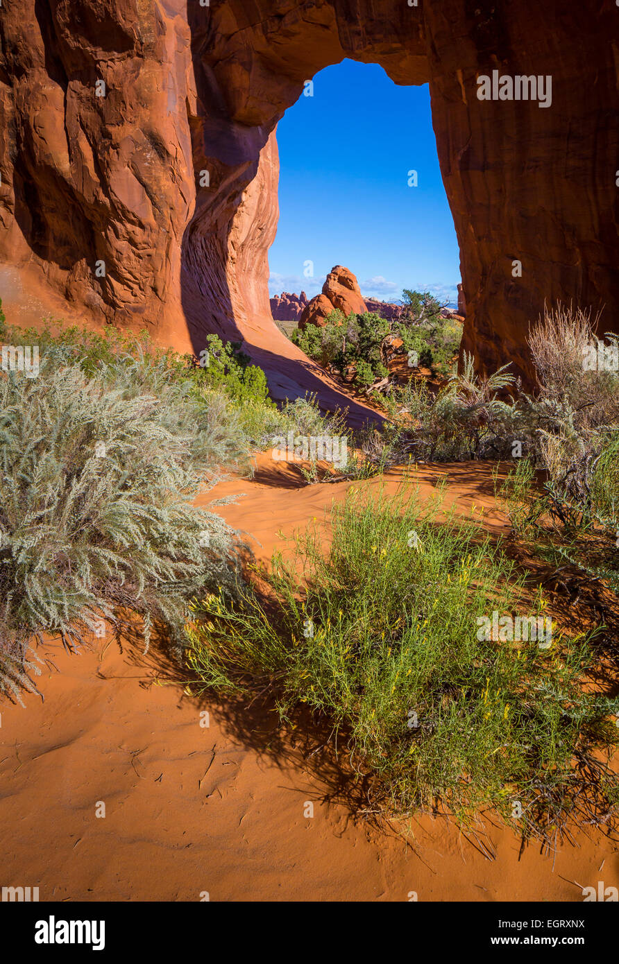 Pino arco in Arches National Park, un parco nazionale in Eastern Utah. Foto Stock
