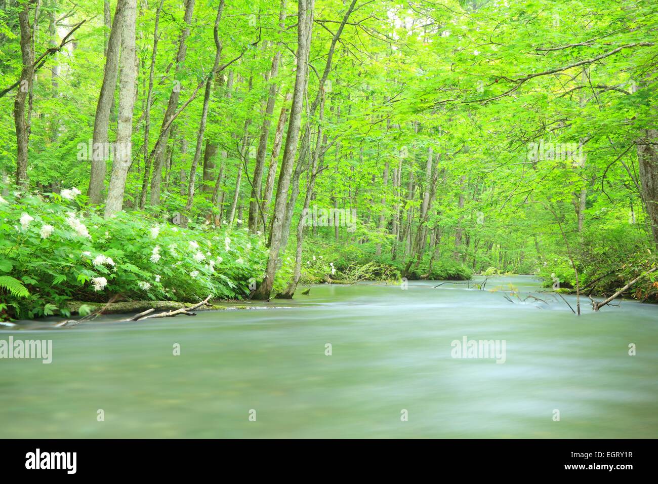 Estate di flusso Oirase, Aomori, Giappone Foto Stock