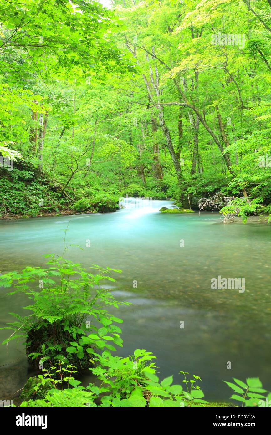 Estate di flusso Oirase, Aomori, Giappone Foto Stock