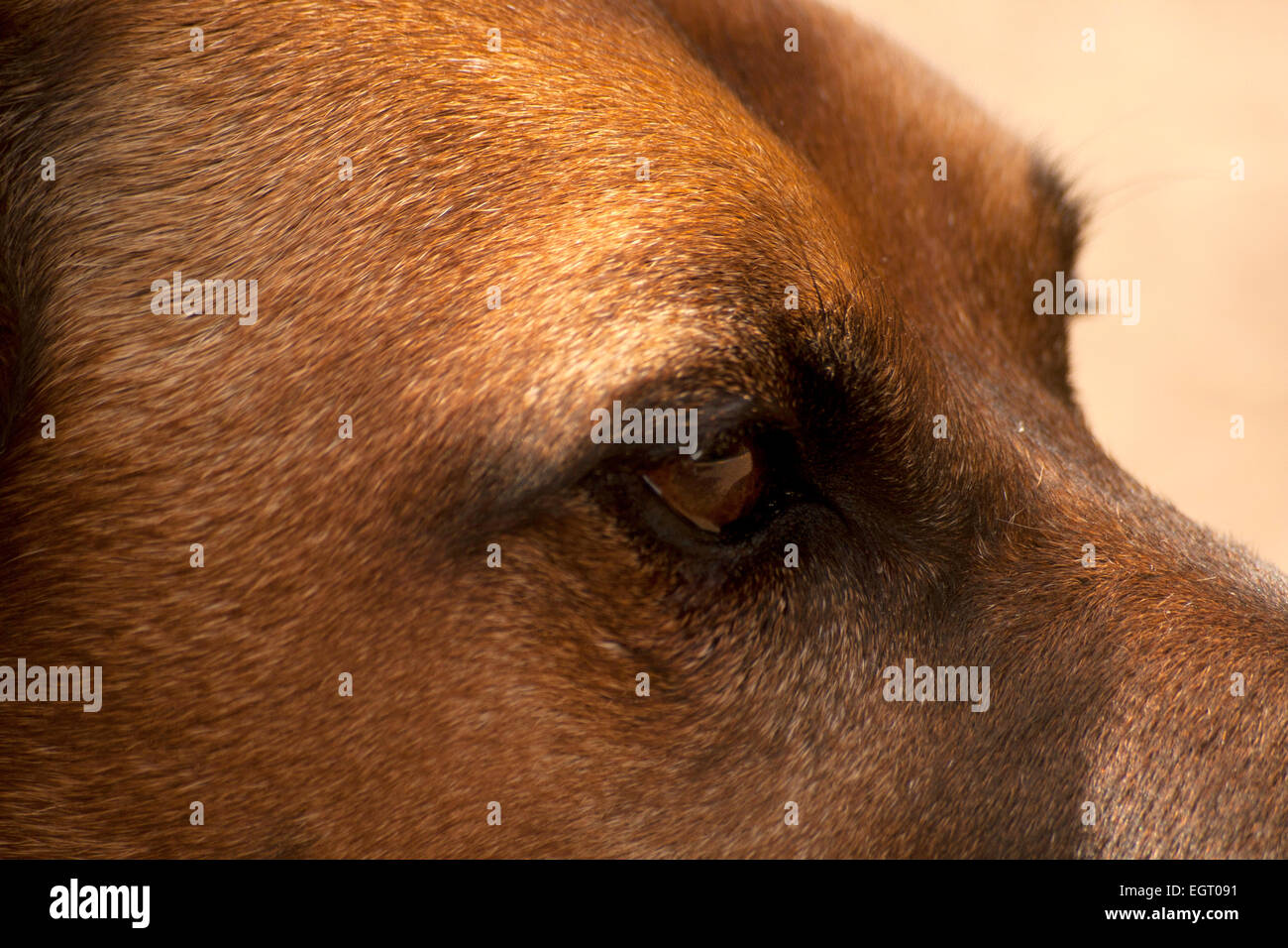Cani occhi Close up Foto Stock