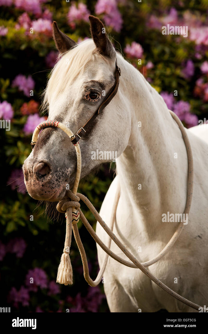 POA, Pony delle Americhe, White Horse indossando un Bosal hackamore, una briglia bitless utilizzato in stile occidentale a cavallo Foto Stock
