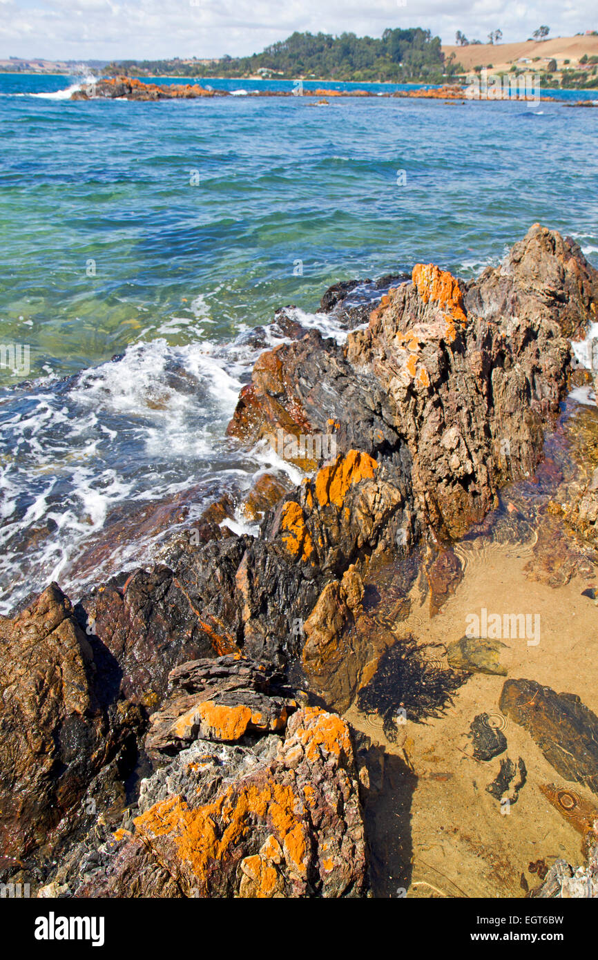 Coperte di lichene, rocce lungo Tasmania, la costa nord vicino Penguin Foto Stock