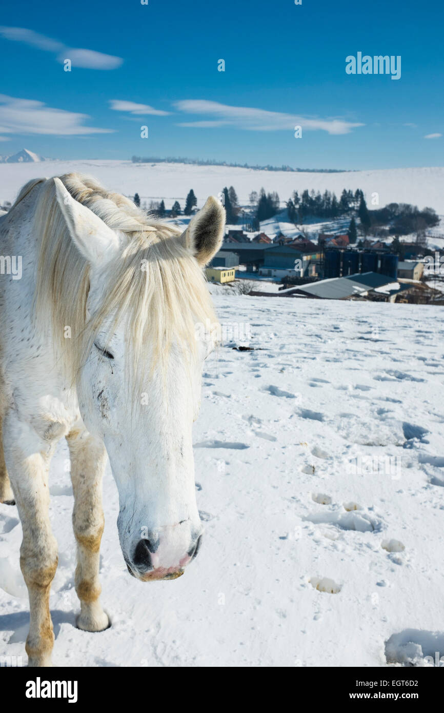 Un agriturismo in inverno e con la neve e i cavalli in una giornata di sole Foto Stock