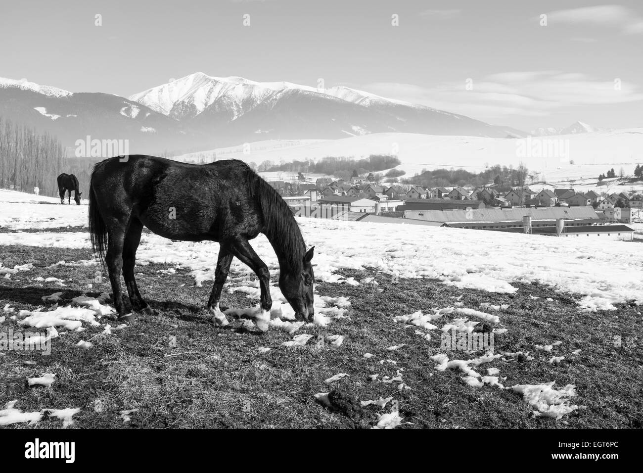 Un agriturismo in inverno e con la neve e i cavalli in una giornata di sole Foto Stock