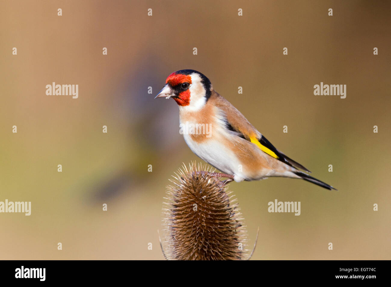Cardellino sulla testa dell'impianto teasel Foto Stock
